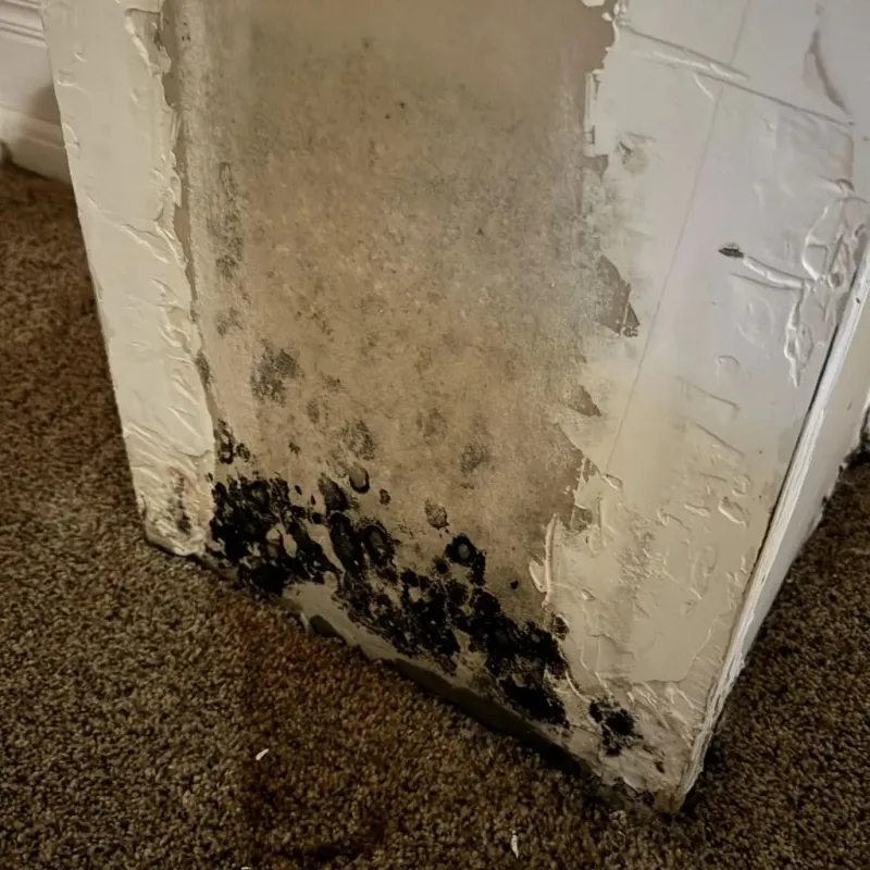 Professional Mold Removal in North Webster, IN